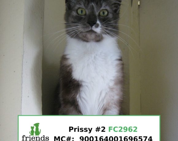 Prissy (Adopted) Prissy (Adopted)