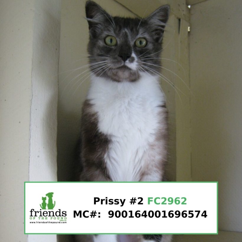 Prissy (Adopted)