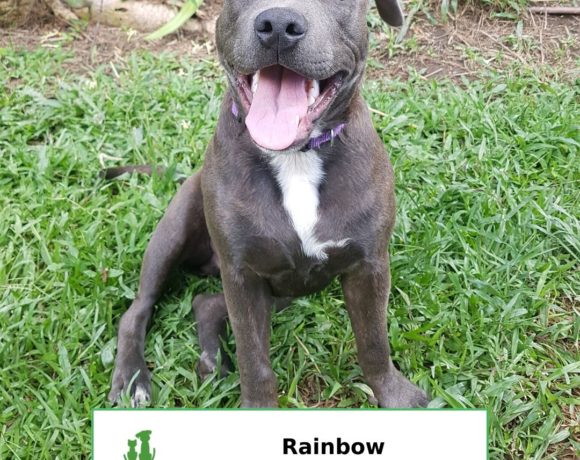 Rainbow (Adopted)