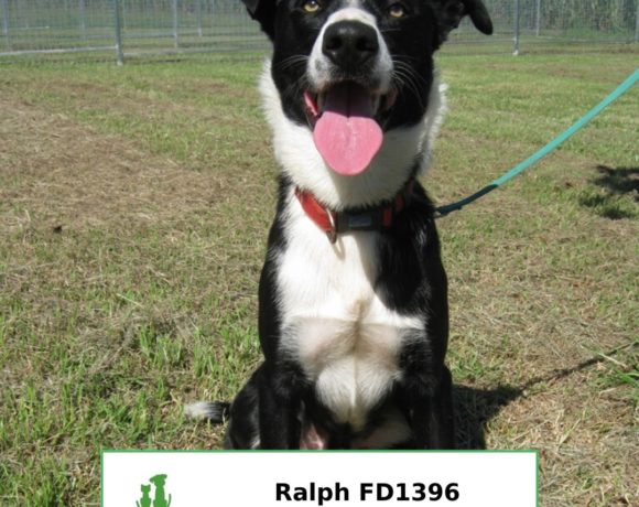 Ralph (Adopted)