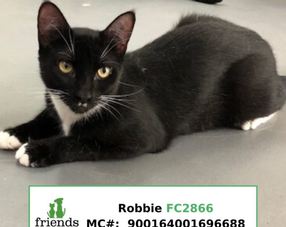 Robbie Robbie