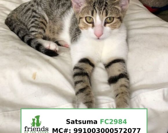 Satsuma (Adopted) Satsuma (Adopted)