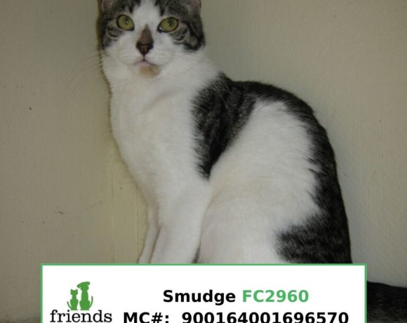 Smudge (Adopted)