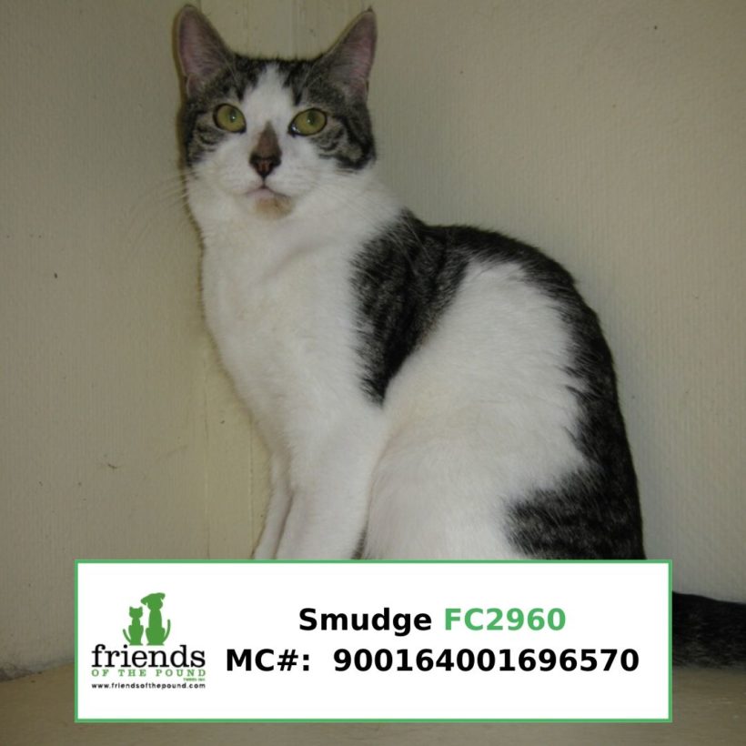 Smudge (Adopted)