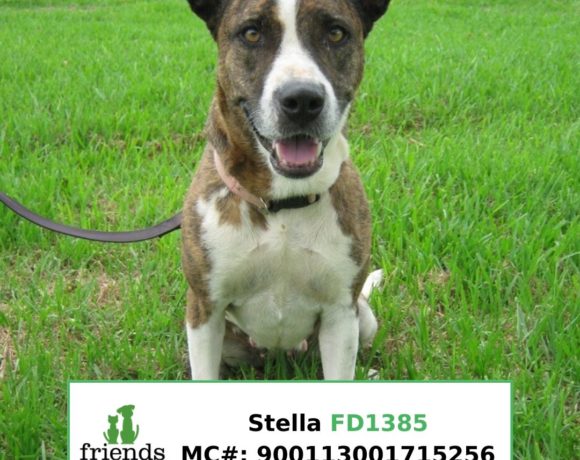 Stella (Adopted)