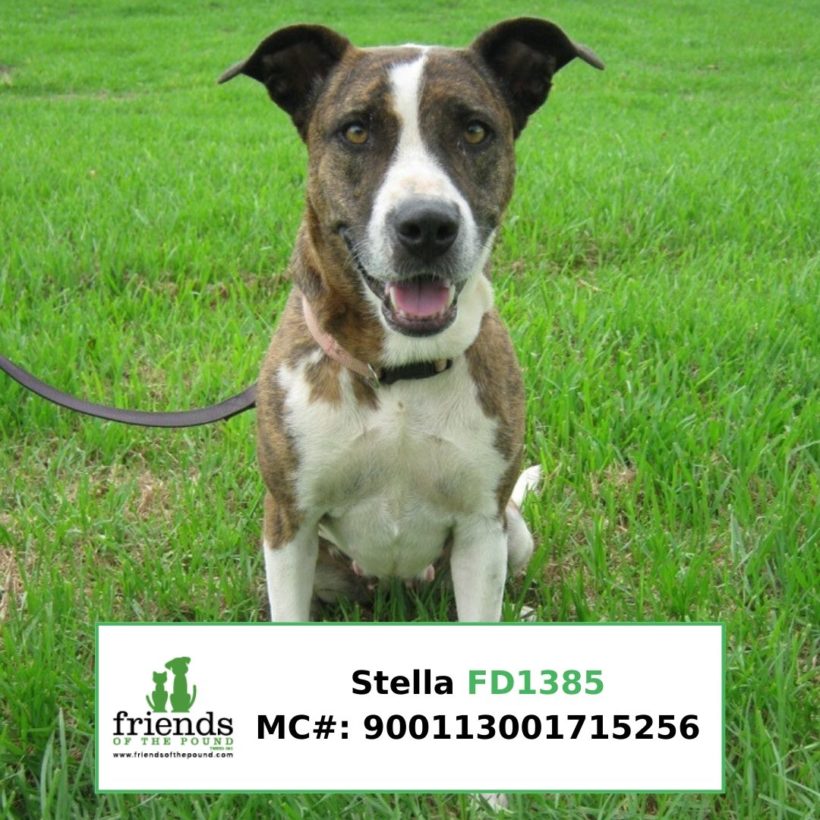 Stella (Adopted)