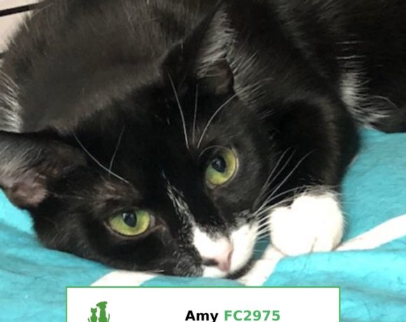 Amy (Adopted)