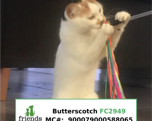 Butterscotch (Adopted)