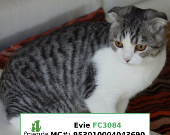 Evie (Adopted)