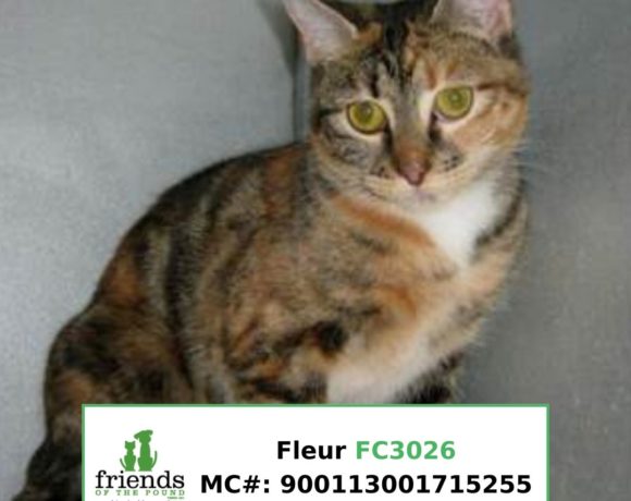 Fleur (Adopted) Fleur (Adopted)