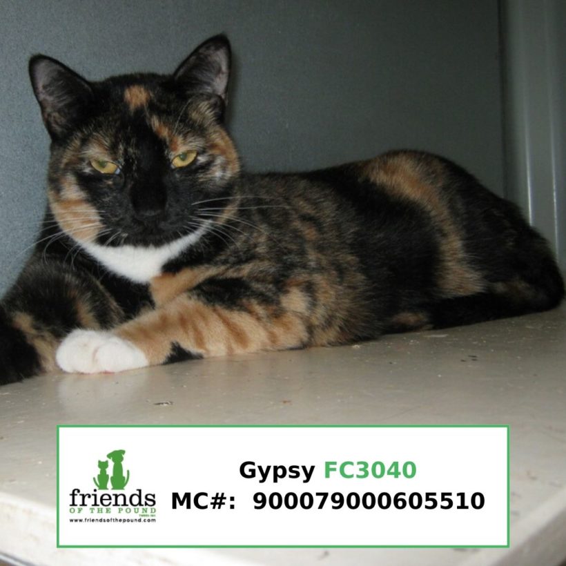 Gypsy (Adopted)