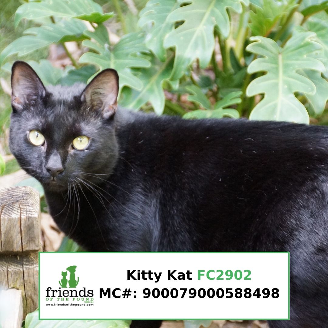 Kitty Kat (1)
