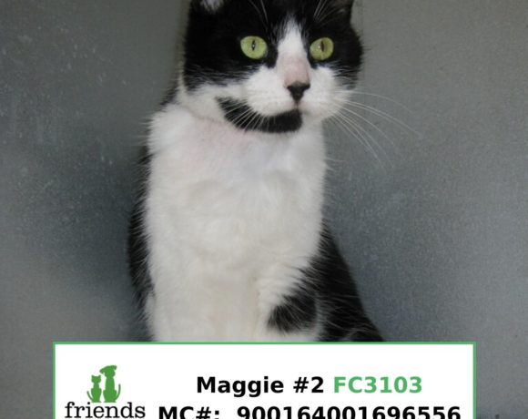 Maggie (Adopted) Maggie (Adopted)