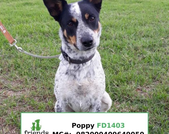 Poppy (Adopted) Poppy (Adopted)