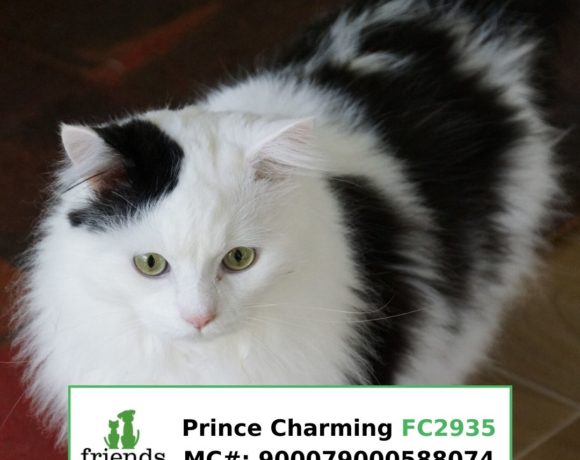 Prince Charming Prince Charming
