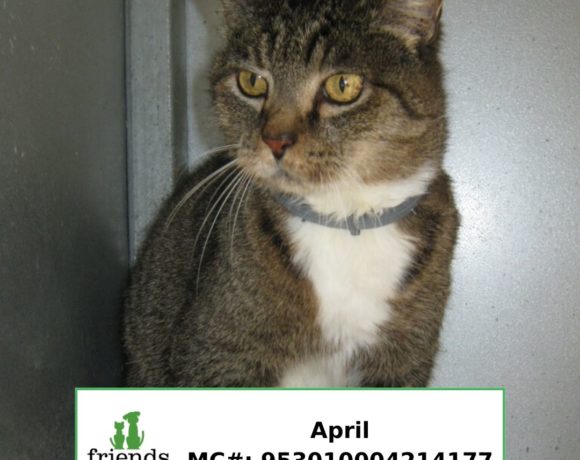 April (Adopted) April (Adopted)