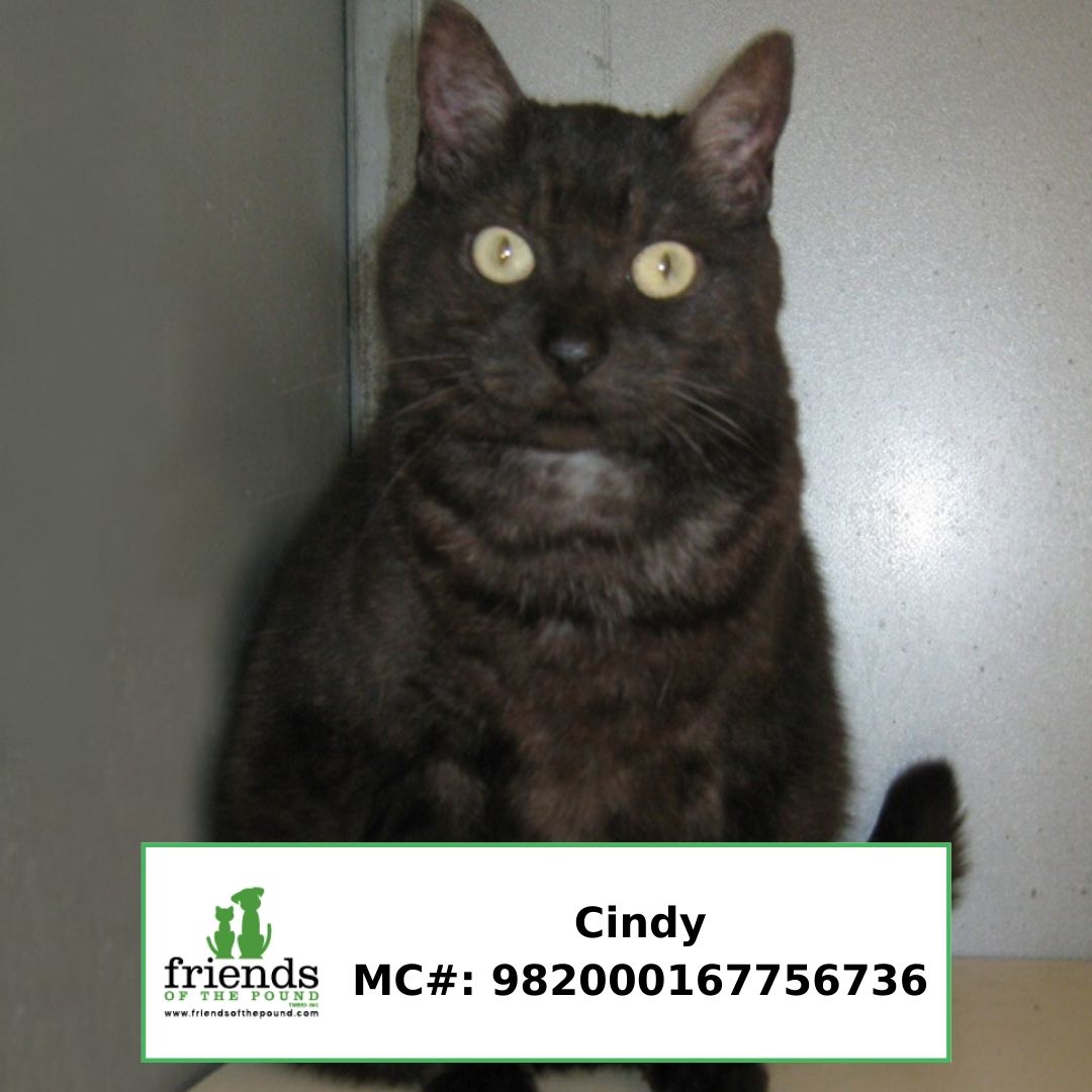 Cindy (1)