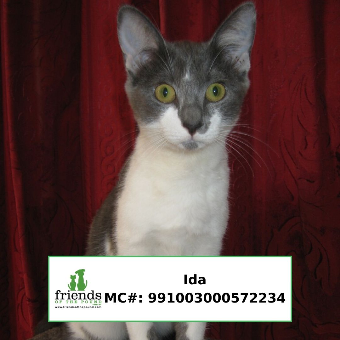 Ida (1)
