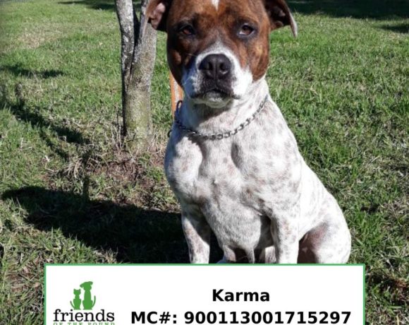 Karma (Adopted) Karma (Adopted)