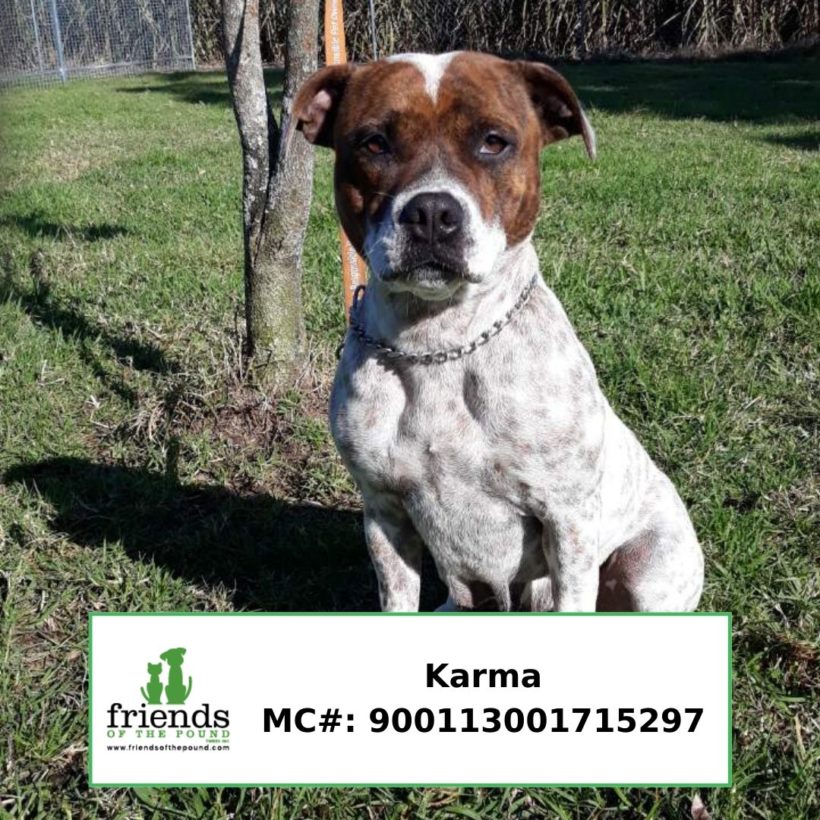 Karma (Adopted)