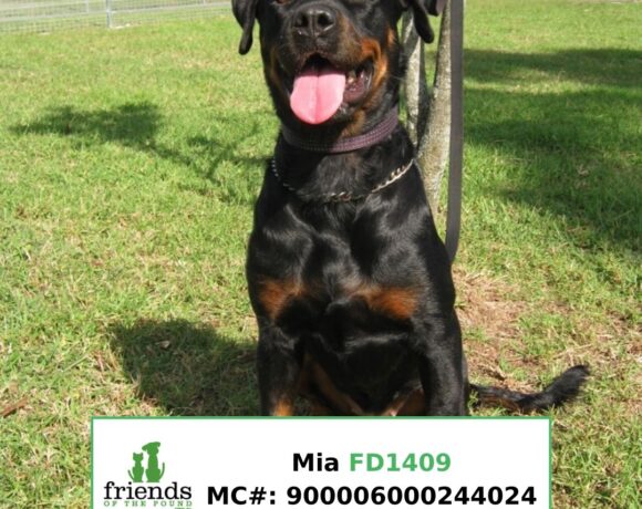 Mia (Adopted) Mia (Adopted)