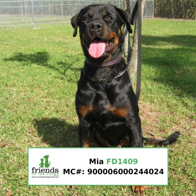Mia (Adopted)