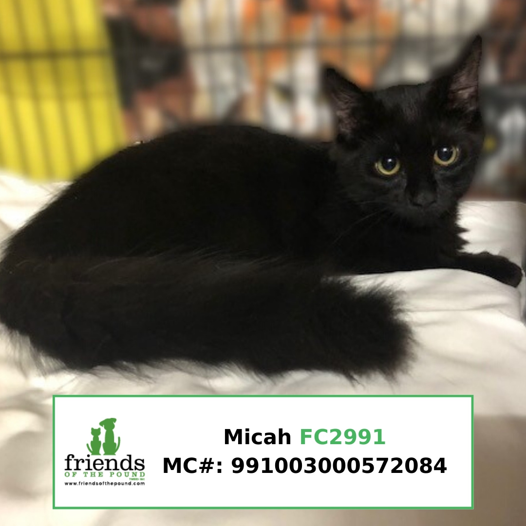 Micah (boy cat) FC2991