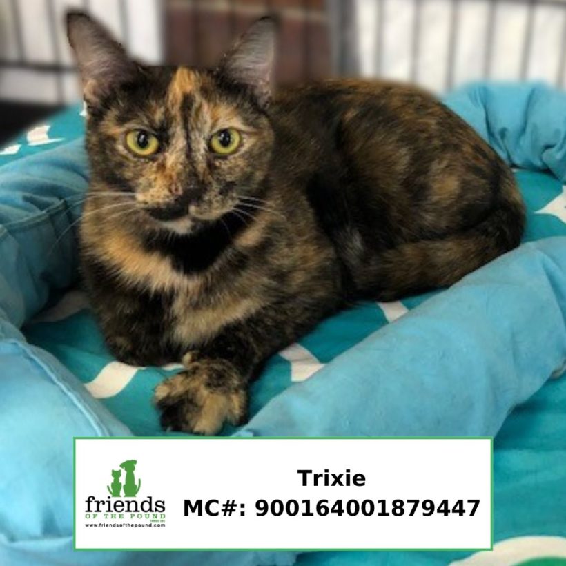 Trixie (Adopted)