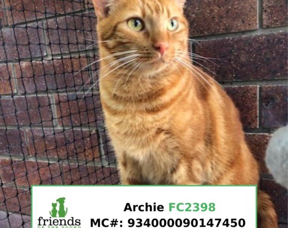 Archie (Adopted) Archie (Adopted)