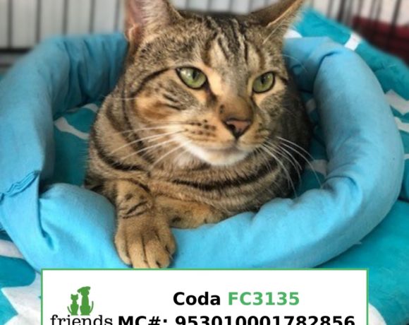 Coda (Adopted)