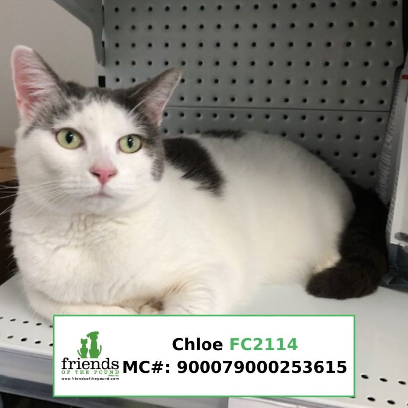 Chloe (Adopted)