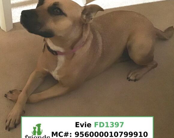 Evie (Adopted)
