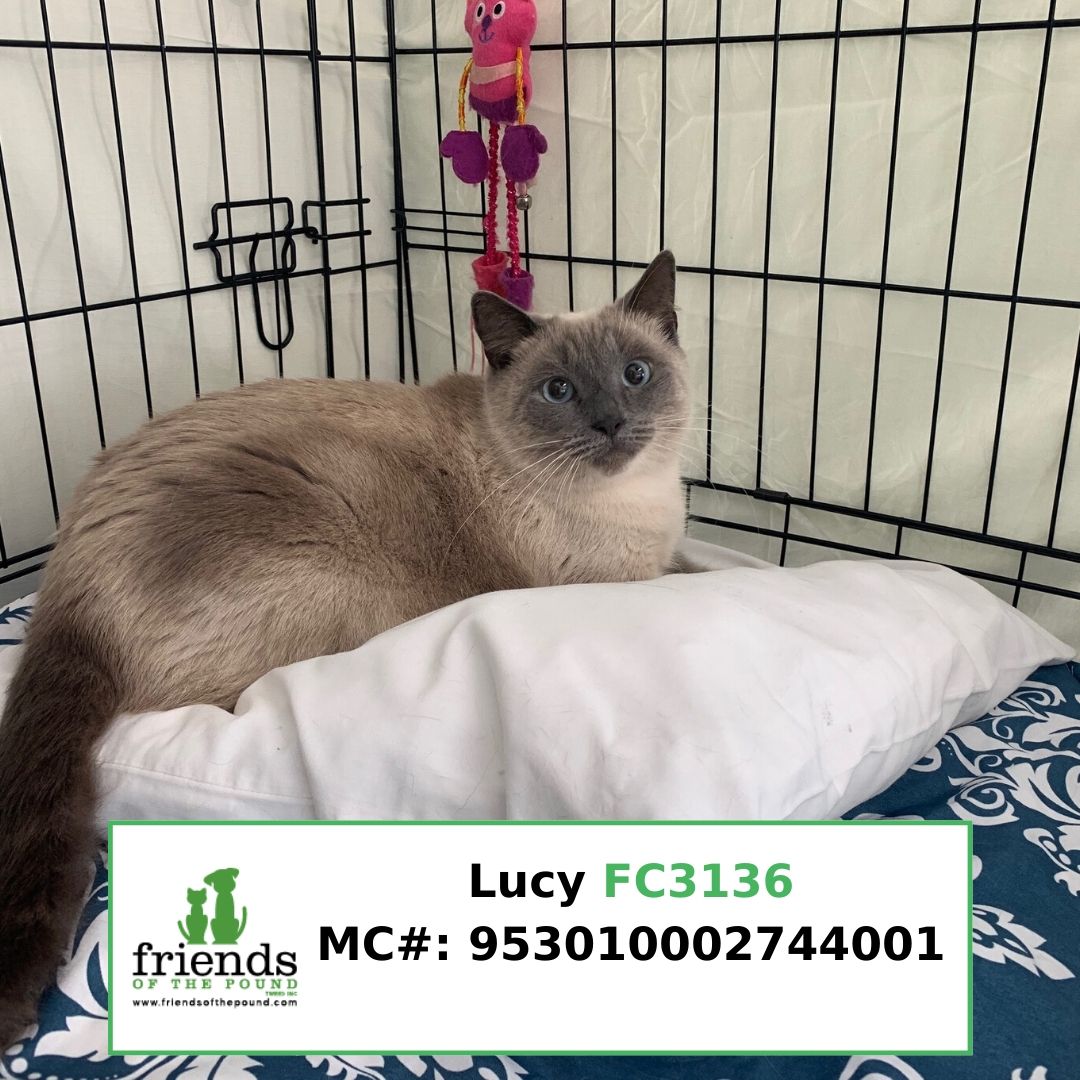 Lucy FC3136