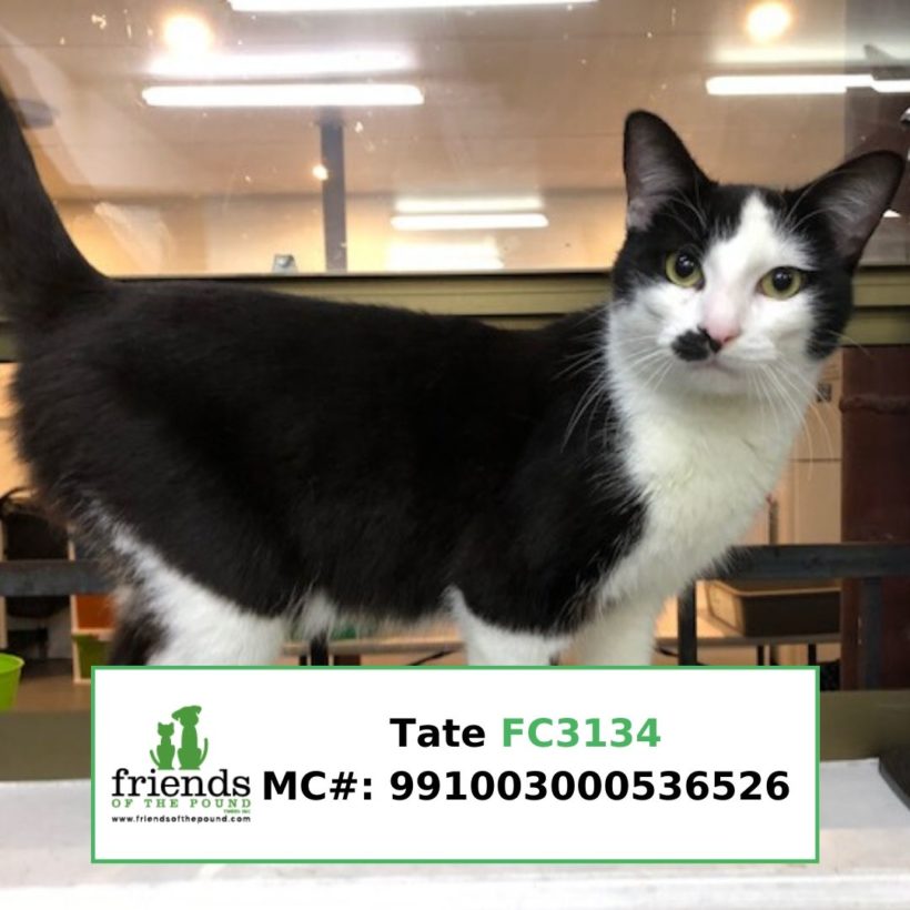 Tate (Adopted)