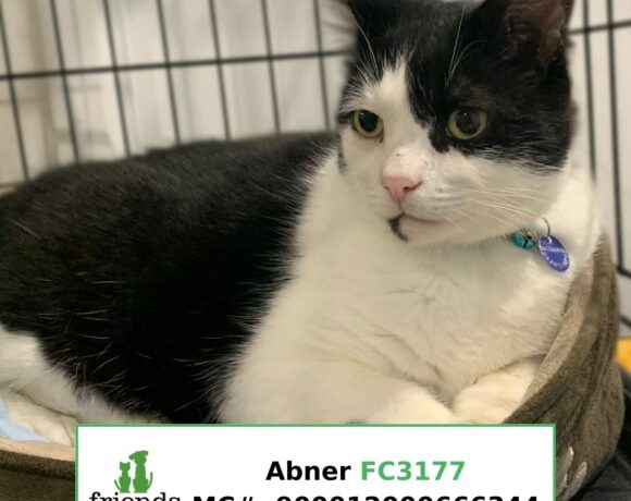 Abner (Adopted) Abner (Adopted)