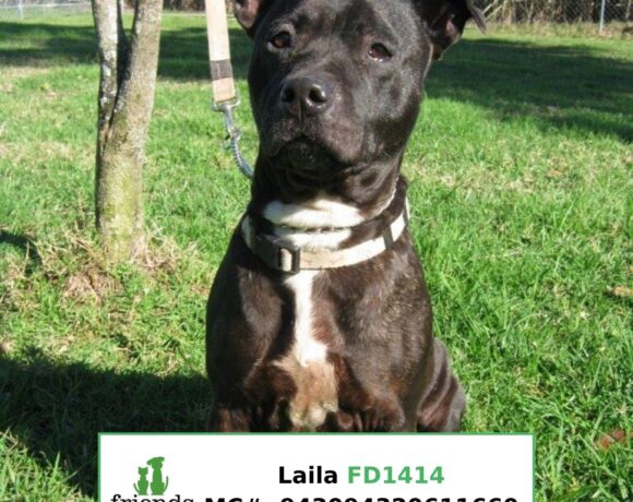 Laila (Adopted) Laila (Adopted)