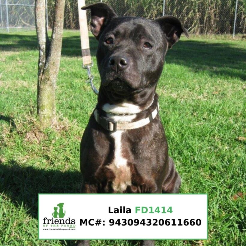 Laila (Adopted)