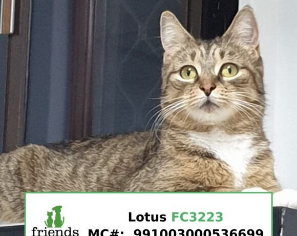Lotus (Adopted)