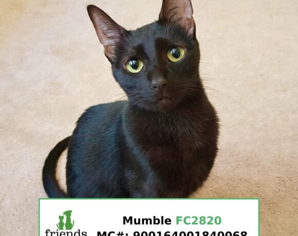 Mumble (Adopted) Mumble (Adopted)