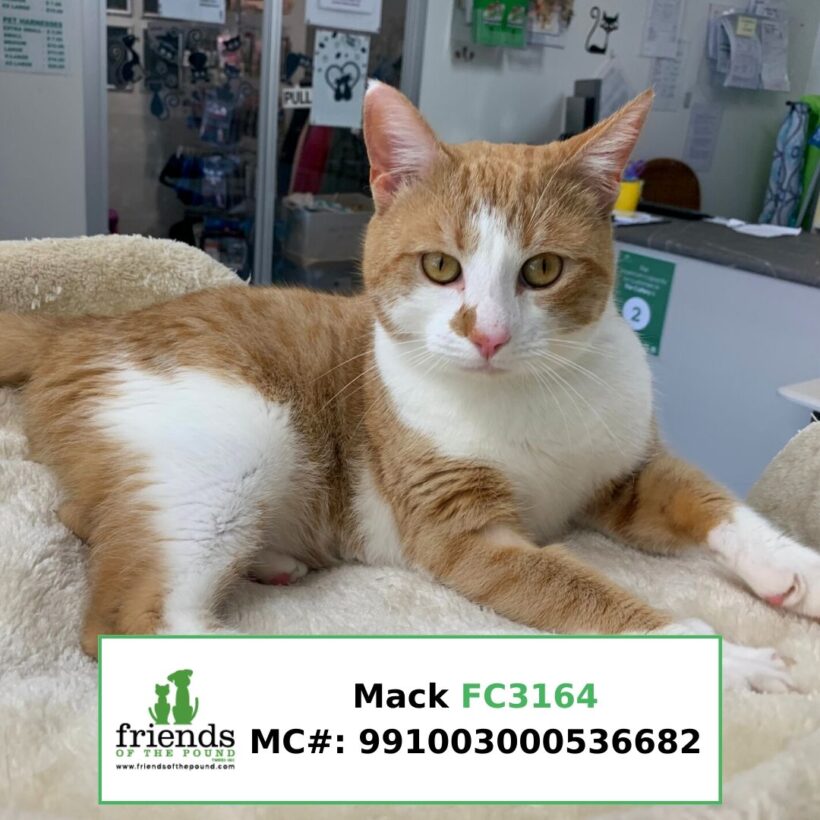 Mack (Adopted)