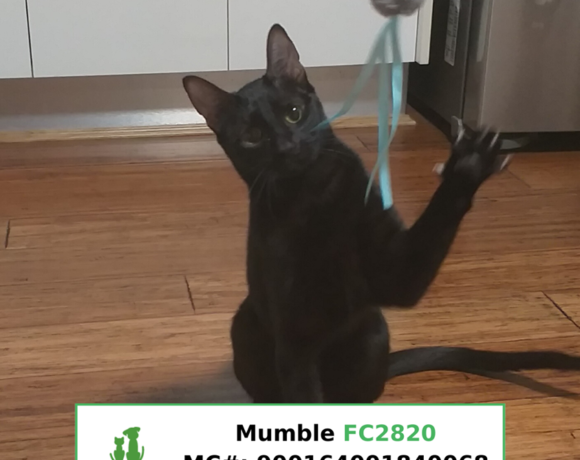 mumble chat invisible
