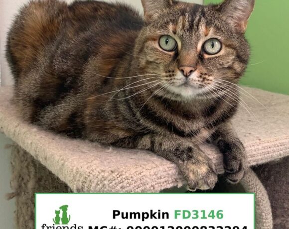 Pumpkin (Adopted) Pumpkin (Adopted)