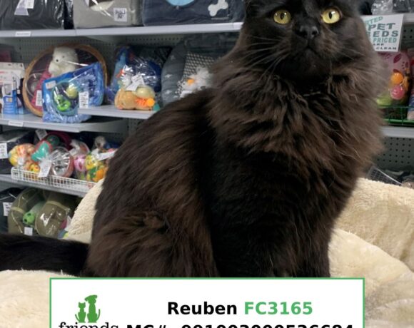 Reuben (Adopted) Reuben (Adopted)