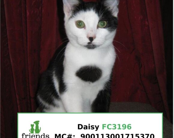 Daisy (Adopted) Daisy (Adopted)