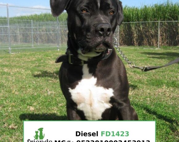 Diesel (Adopted)