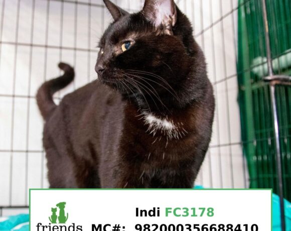 Indi (Adopted) Indi (Adopted)
