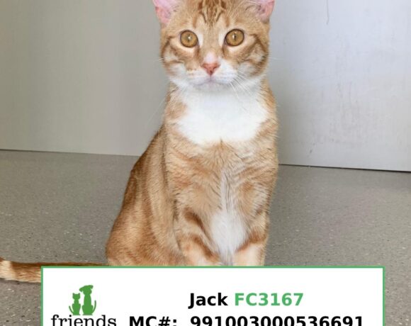 Jack (Adopted)