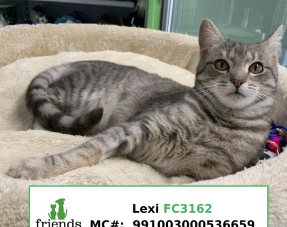 Lexi (Adopted)