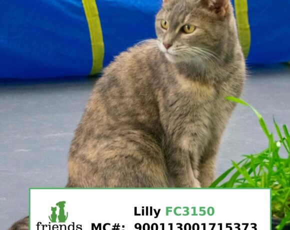 Lilly (Adopted)