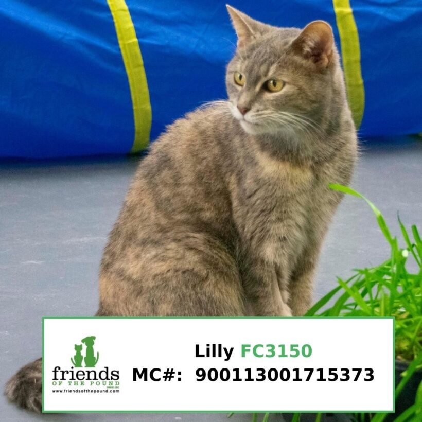 Lilly (Adopted)